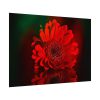 Red Daisy Poster