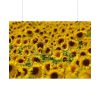 92408-37.jpg Sunflower Farm Poster