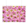 92408-373.jpg Pink Daisies Poster