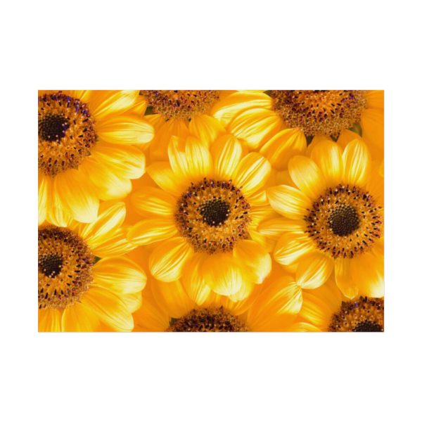 92408-377.jpg Yellow Daisies Poster