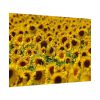 92408-38.jpg Sunflower Farm Poster