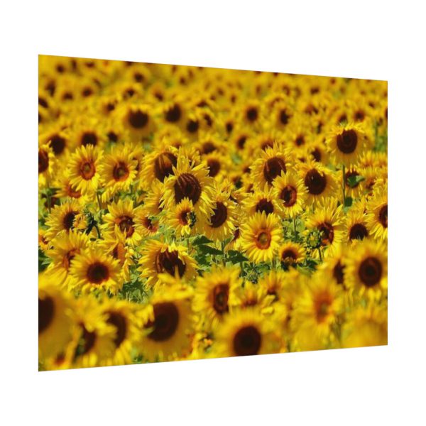 92408-38.jpg Sunflower Farm Poster
