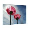92408-384.jpg Pink Daisy with Blue Sky Poster