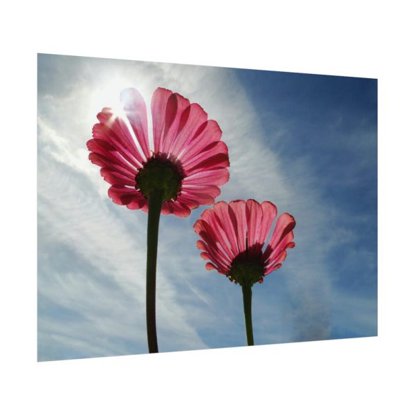92408-384.jpg Pink Daisy with Blue Sky Poster
