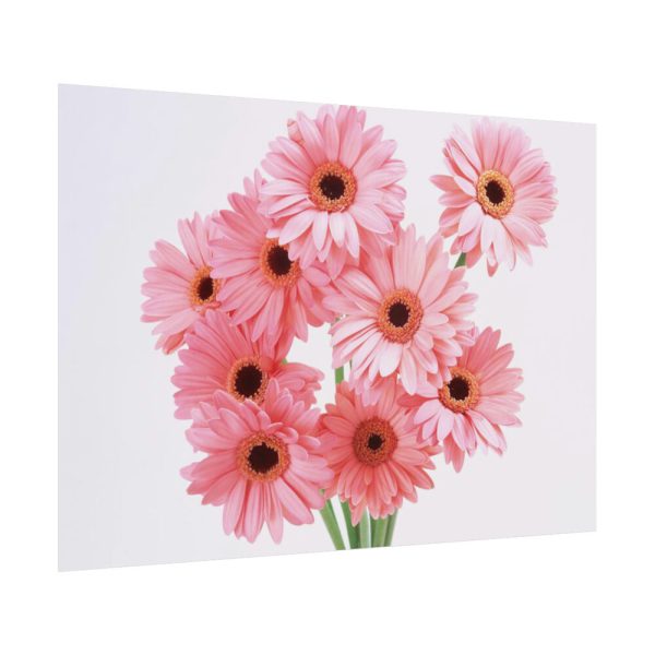 92408-389.jpg Pink Gerbera Daisies Poster