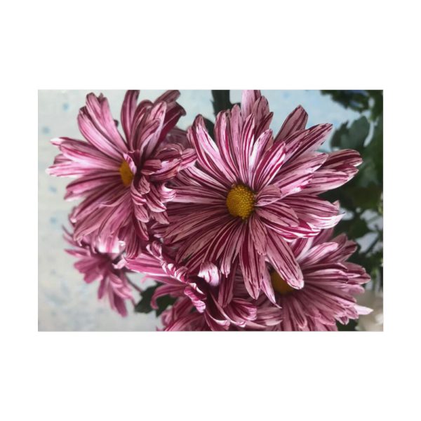 92408-392.jpg Pink-White Daisies Poster
