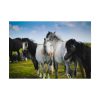 92408-397.jpg A Herd of Grey and White Horses Poster