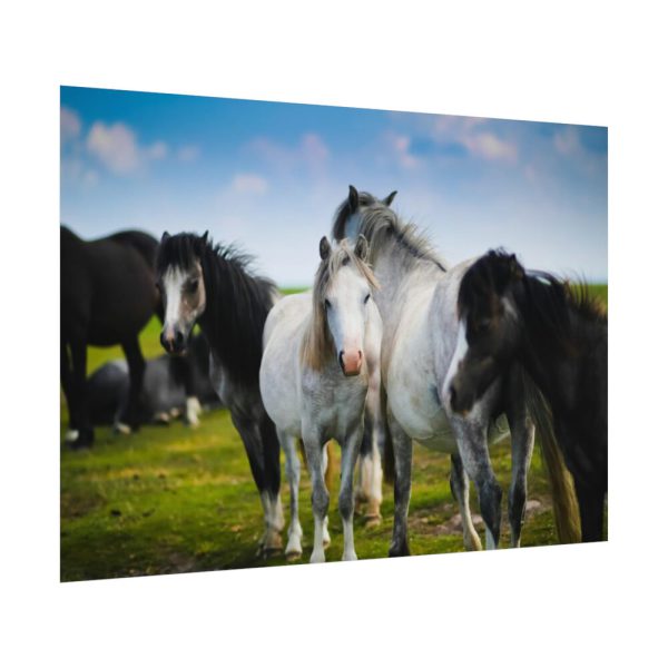 92408-399.jpg A Herd of Grey and White Horses Poster