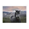 92408-402.jpg Gray Horse Poster