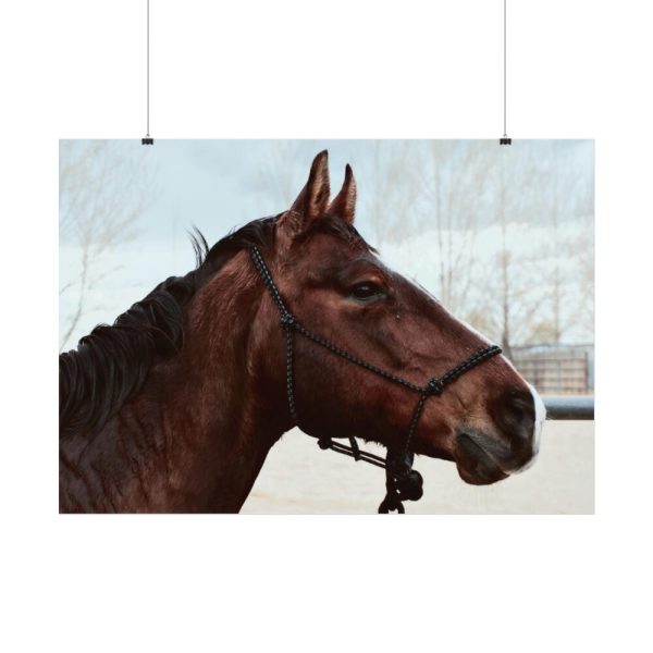 92408-408.jpg The Side of the Head of a Brown Horse Poster