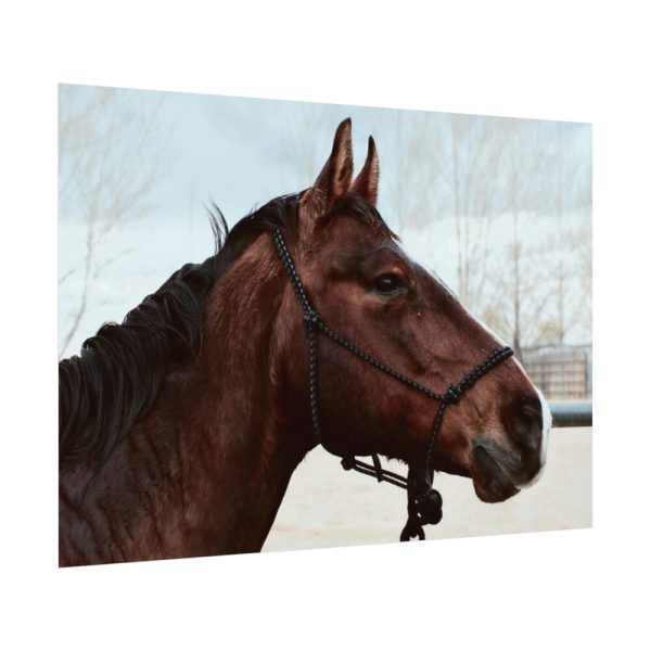 92408-409.jpg The Side of the Head of a Brown Horse Poster