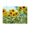 92408-41.jpg Bloom Sunflower Poster
