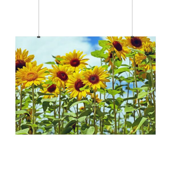92408-41.jpg Bloom Sunflower Poster