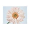 Closeup Daisy Poster
