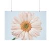 Closeup Daisy Poster
