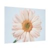 Closeup Daisy Poster