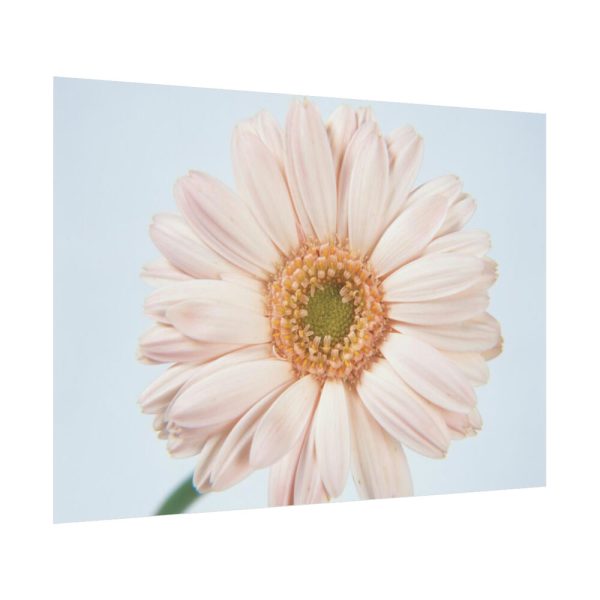 Closeup Daisy Poster
