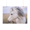 A Close-up of a Gray Horse Poster