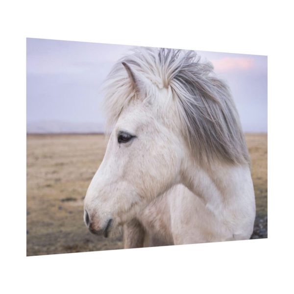 A Close-up of a Gray Horse Poster