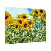 92408-42.jpg Bloom Sunflower Poster