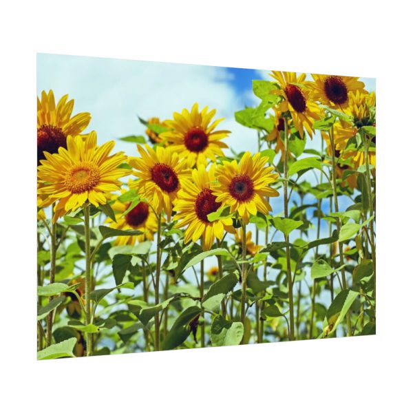 92408-42.jpg Bloom Sunflower Poster