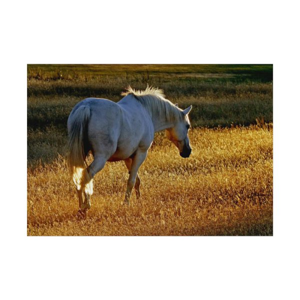 92408-422.jpg White Horses Poster