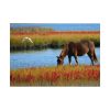 92408-427.jpg Horse Savanna Poster