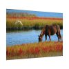 92408-429.jpg Horse Savanna Poster