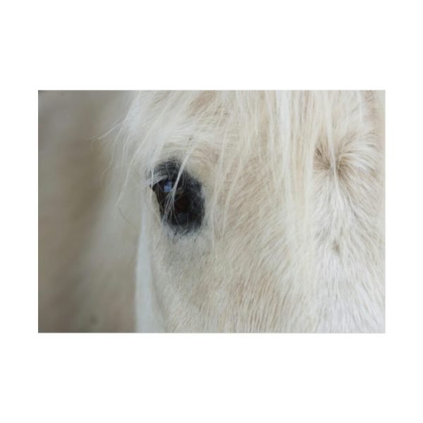 92408-432.jpg Half of a White Horse Face Poster