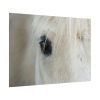 92408-434.jpg Half of a White Horse Face Poster