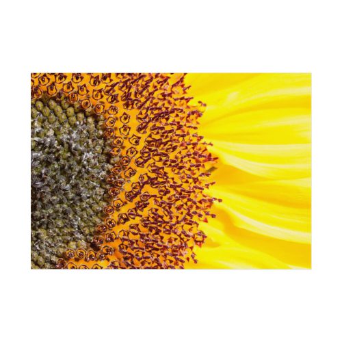 Closeup Sunflower Poster