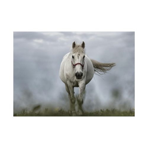 92408-442.jpg White Horse Galloping Poster