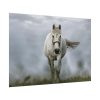 92408-444.jpg White Horse Galloping Poster