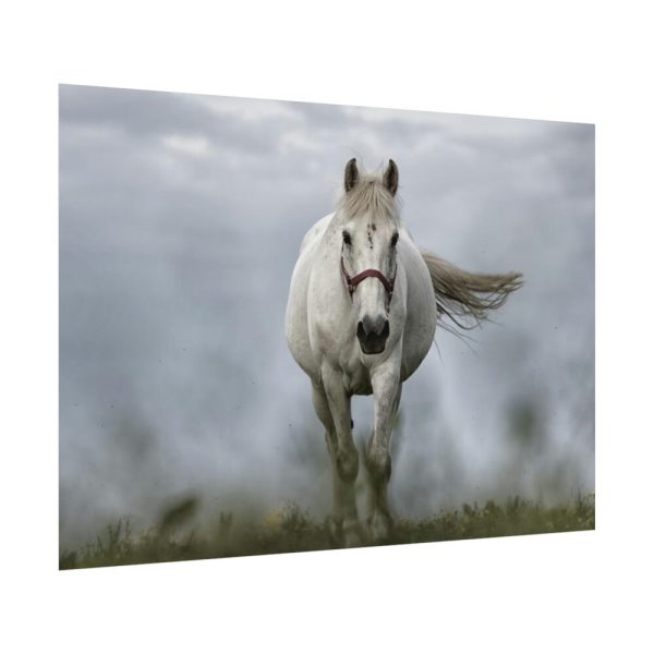 92408-444.jpg White Horse Galloping Poster