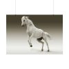 92408-448.jpg White Horse Poster