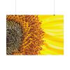 92408-45.jpg Closeup Sunflower Poster