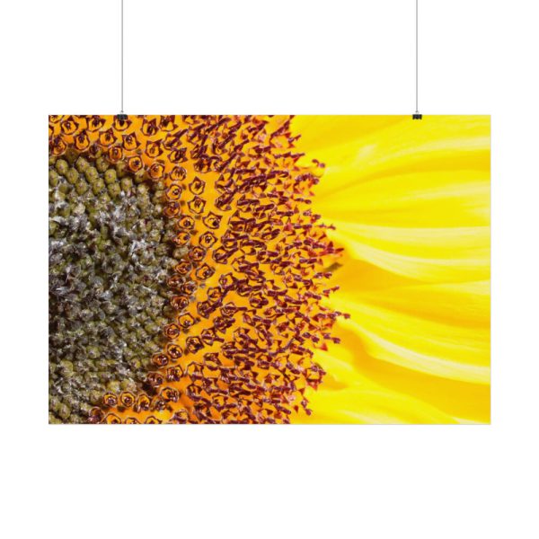 92408-45.jpg Closeup Sunflower Poster