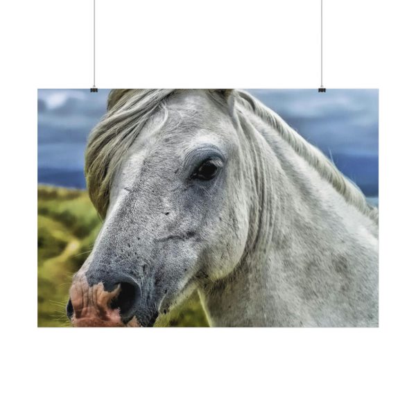 92408-453.jpg Closeup Shot of a White Horse Poster