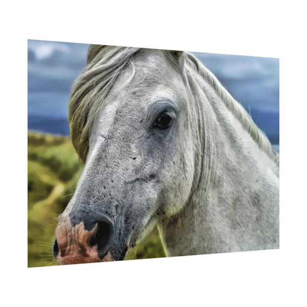 92408-454.jpg Closeup Shot of a White Horse Poster