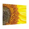 92408-46.jpg Closeup Sunflower Poster