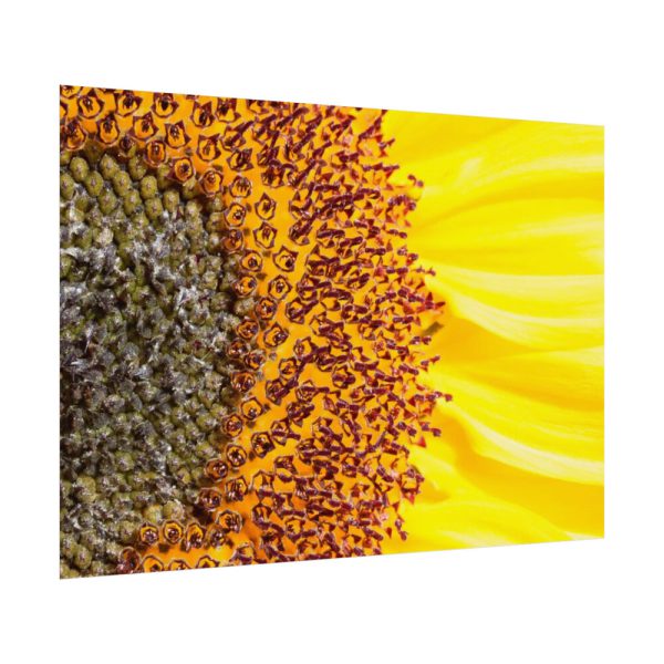 92408-46.jpg Closeup Sunflower Poster