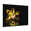 Bloom Orchid Poster