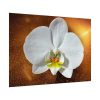 Blossom Orchid Flower Poster