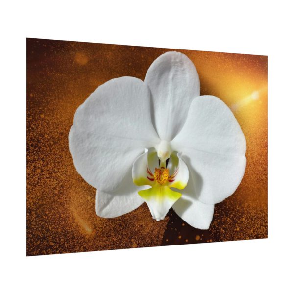 Blossom Orchid Flower Poster