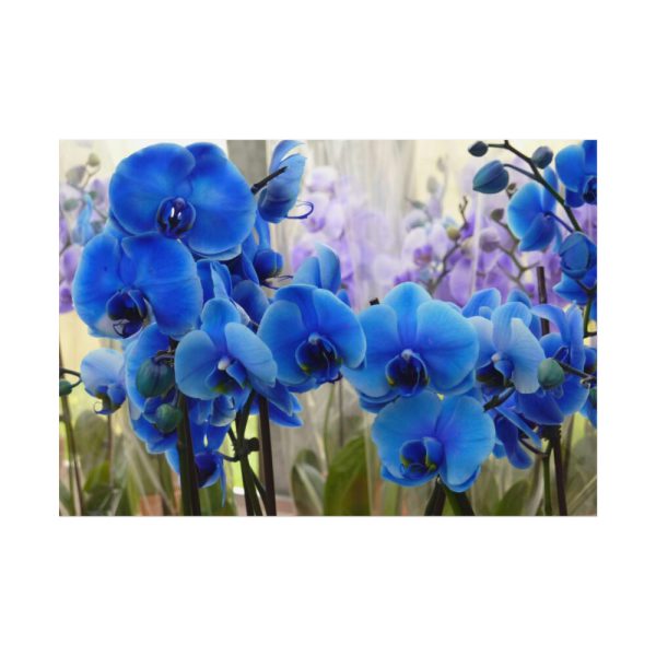 Blue Orchids Poster