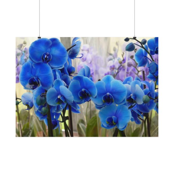 Blue Orchids Poster