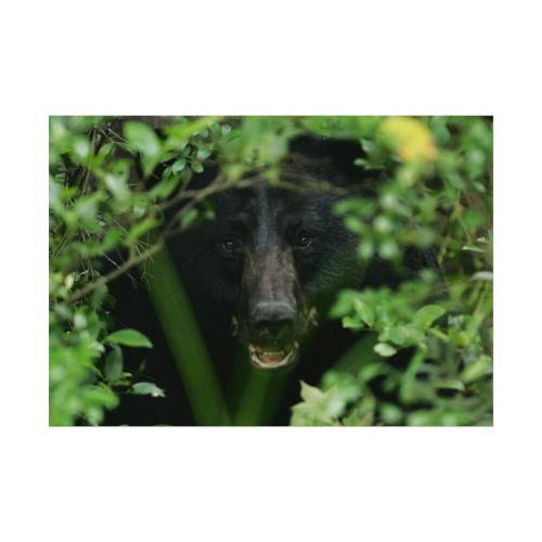 92408-502.jpg Black Bear in the Bush Poster