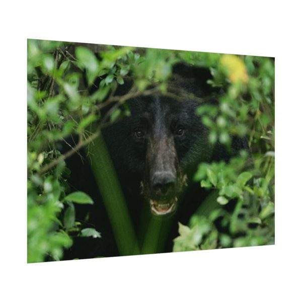 92408-504.jpg Black Bear in the Bush Poster