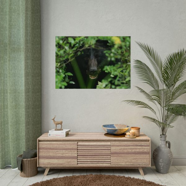 92408-505.jpg Black Bear in the Bush Poster