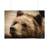 92408-528.jpg Brown Bear Snout Poster